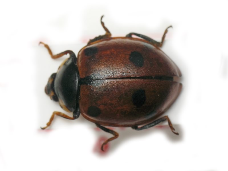 Hippodamia undecimnotata (Schneider, 1792)
